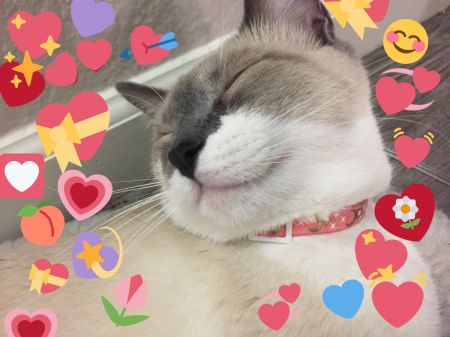 Cats